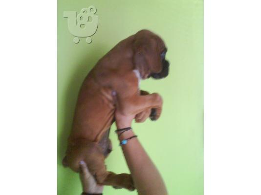 BOXER KOYTABIA